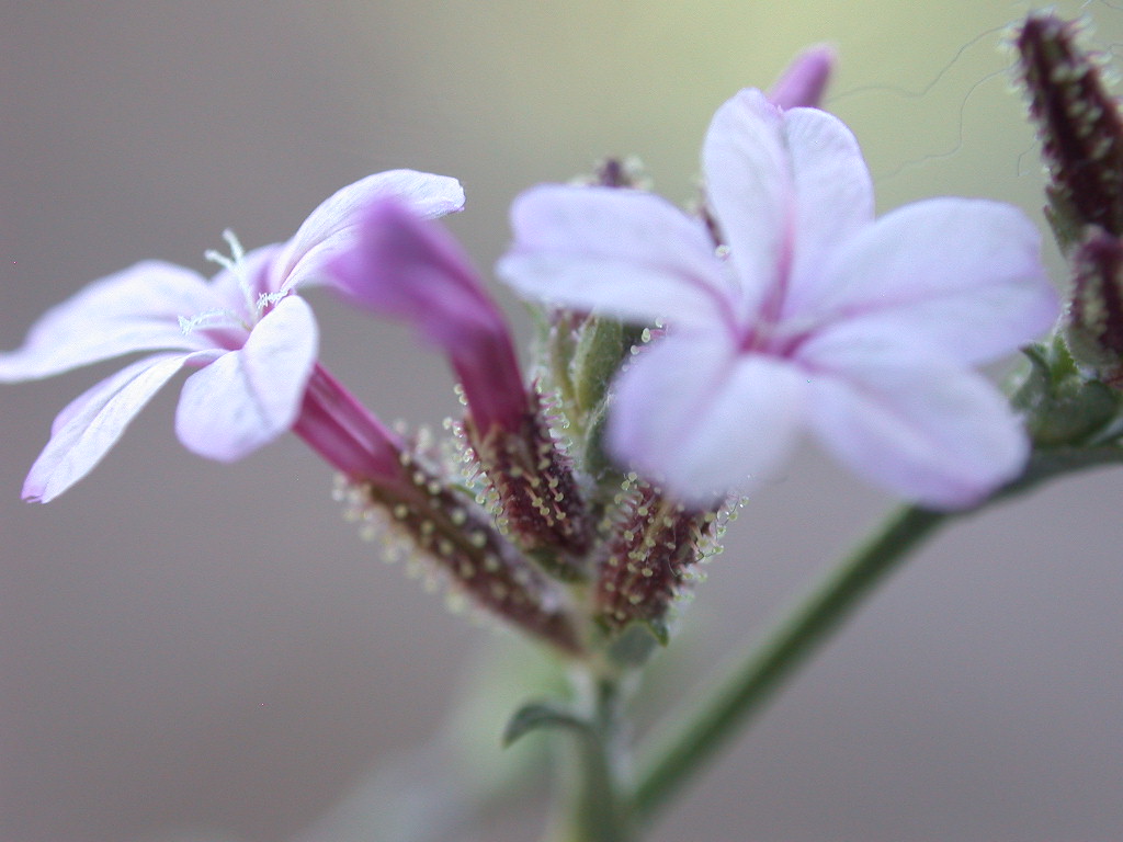 Plumbago europaea / Caprinella